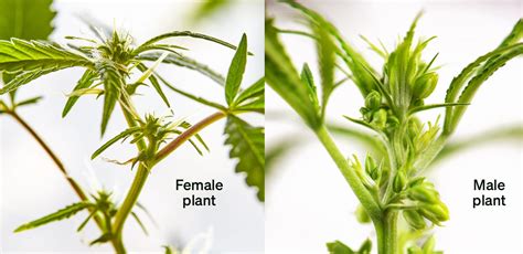 cannabis hermies female.